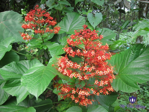 Mò hoa đỏ - thảo dược “vàng” trị rối loạn kinh nguyệt và khí hư bạch đới